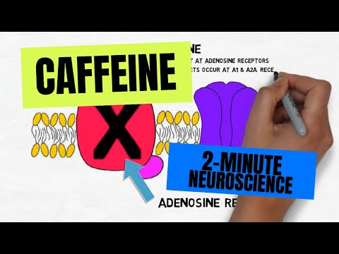 Video: Hoe werkt cafeïne biochemisch?