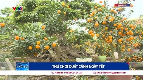 Thú chơi quất cảnh ngày Tết | VTV24