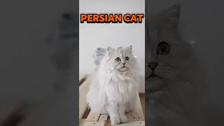 Meet The Majestic Persian Cat Breed! #shorts