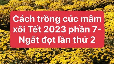 Cách trồng cúc mâm xôi Tết 2023 phần 7-Ngắt đọt lần 2 cập nhật 15/7 ÂL