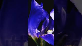 😳 Amazing 3D video of blooming 😱🥰#allah #youtubeshorts #shorts #3d #blooming #flowers