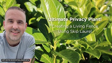 Planting Skip Laurels for a Perfect Privacy Hedge | Step-by-Step Guide