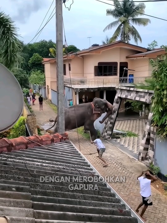 Ngeri..Gajah Mengamuk Dipemukiman #shorts #shortsfeed
