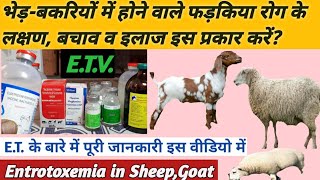 भेड़-बकरियों में होने वाले फड़कियां रोग के लक्षण बचाव व इलाज? Entrotoxemia in Sheep,Goat And Vaccine