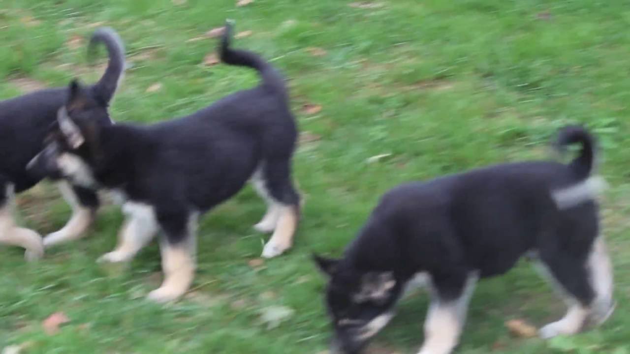 gerberian shepsky puppies