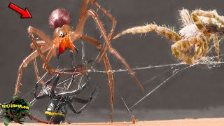 AMAZING! Encounter Between: CAVE SPIDER, FALSE BLACK WIDOW, and PRICKLY PEAR SPIDER