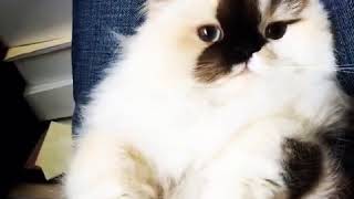 purrfectsmudge bulunya banyak bgt