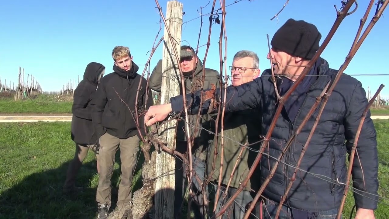 La taille de la vigne