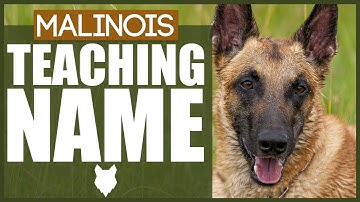 How To Teach Your BELGIAN MALINOIS PUPPY Their Name