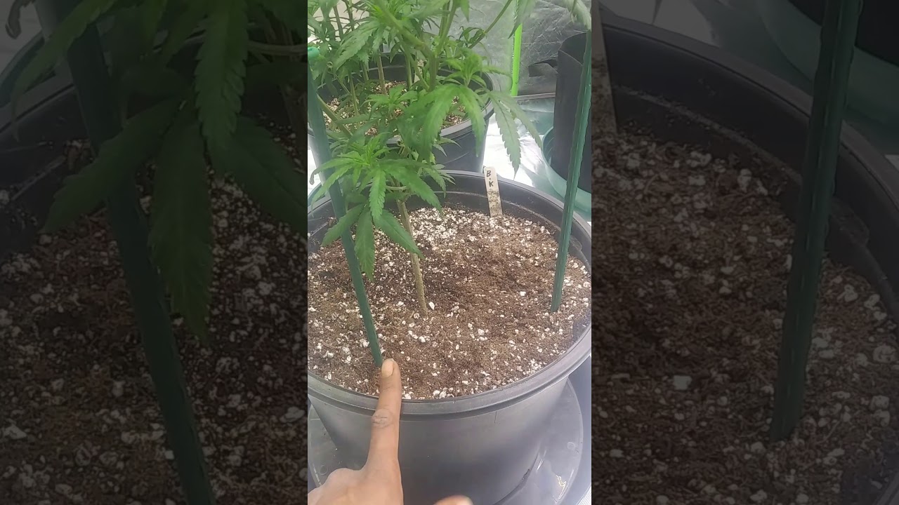 optic8+nxtgen &slim600h harvest + moruga scorpian pepper preharvest.