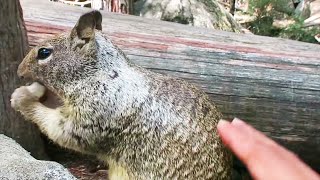 HOW TO GET A SQUIRREL TO LOVE YOU!