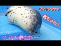 ゴマフアザラシの赤ちゃん、激かわの寝顔!