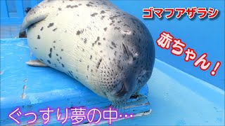 ゴマフアザラシの赤ちゃん、激かわの寝顔！