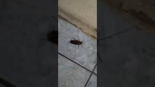 #Short video #insects #bug #nature #cockroach