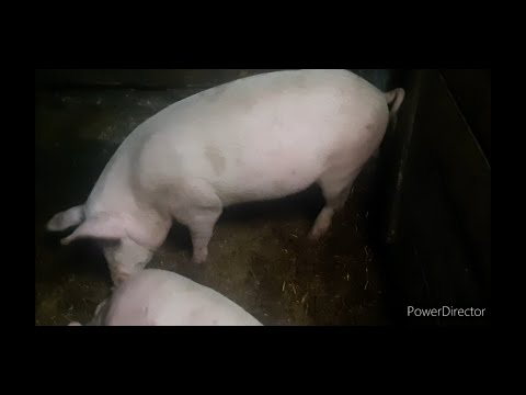 Признаки охоты у