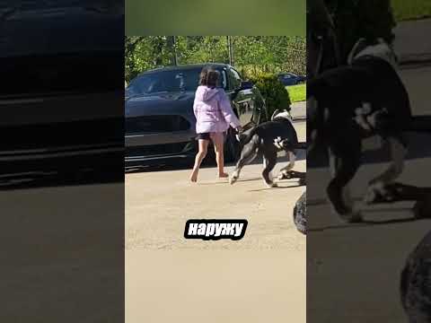 Инстинкт защиты глазами собак 🐕❤️