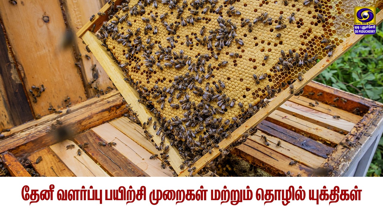 Siru Thozhil Munaivom - தேனீ வளர்ப்பு பயிற்சி முறைகள் மற்றும் தொழில் யுக்திகள் | 27.02.2026