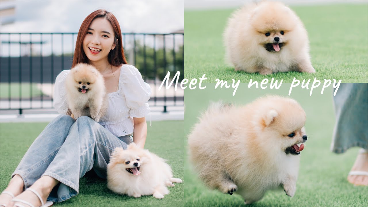 vlog |  家里添新宝啦 🐶 米米有妹妹了 ！分享如何训练幼犬  | Stephy Yiwen