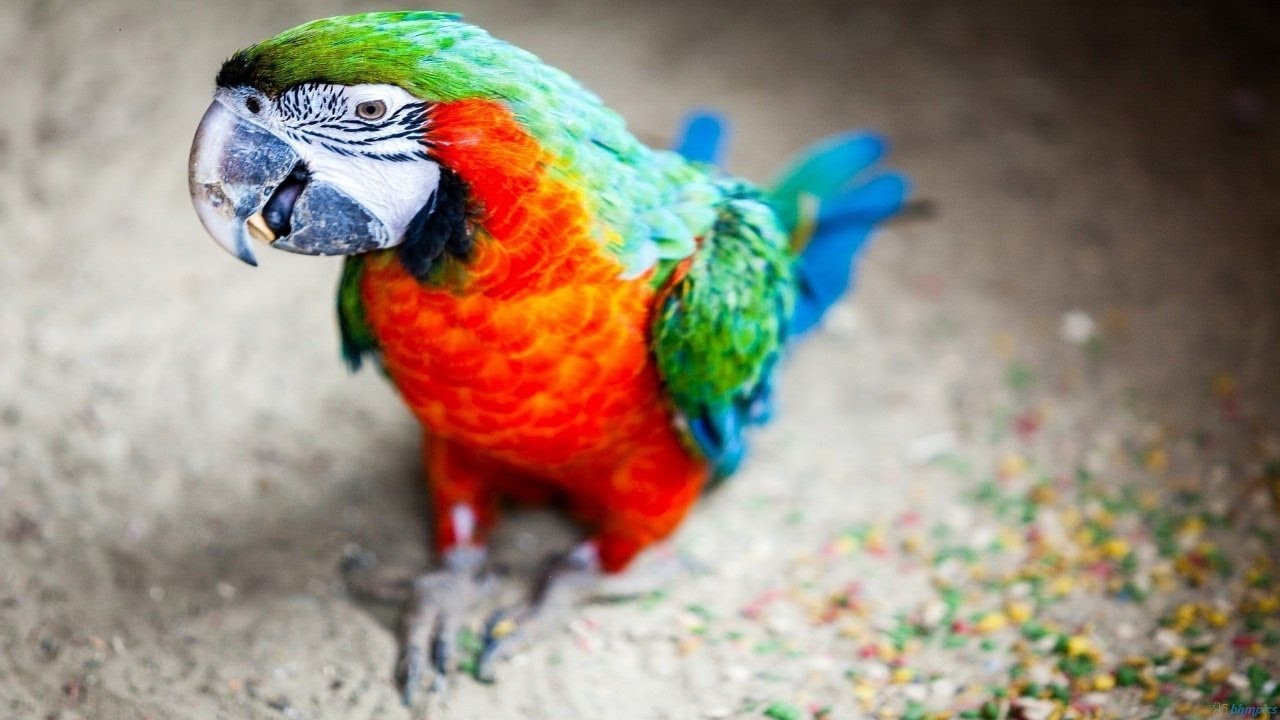 Funny Parrots Talking Like Humans - Seriously Hilarious!