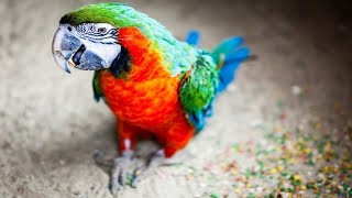 Funny Parrots Talking Like Humans - Seriously Hilarious!