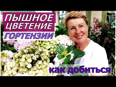 У вас НЕ цветут ГОРТЕНЗИИ? Будут цвести ПЫШНЫМИ ШАПКАМИ если выполнить 7 правил