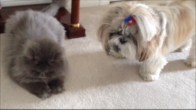 do shih tzus get along with cats