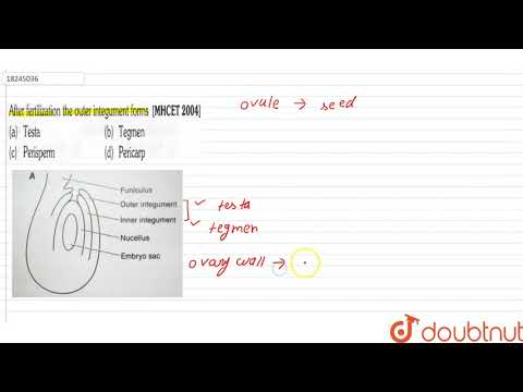 Videó: Mi a szerepe a petesejtek integumentumának a megtermékenyítés után?