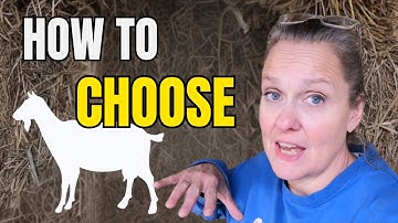 What to LOOK for in a DAIRY Goat: Top Tips on Conformation and Health | Buck & Doe