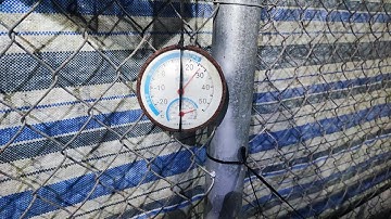 Sắp vô size 1000 con/kg rồi. ĐT/Zalo 0989259906 