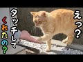 怪我した野良猫を捕獲して治療したら仲良しになりました