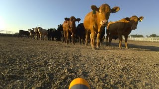 Dji's Robomaster vs. Cow