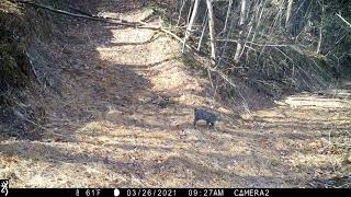 Wild Pixie Bob.  Bobcat / Domestic cat cross breed caught on trail cam.