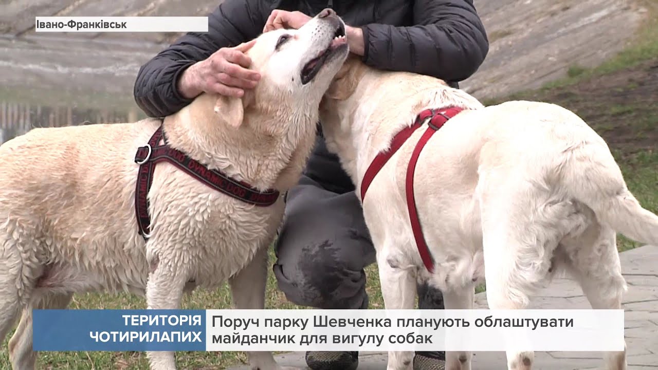 Територія чотирилапих: Поруч парку Шевченка планують облаштувати майданчик для вигулу собак - YouTube