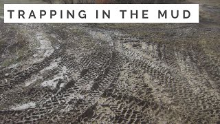 Trapping Coyotes in the Rain and Mud