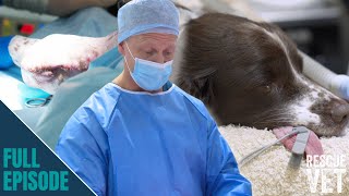 Massive lifesaving lump removal | Rescue Vet with Dr Scott Miller