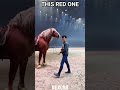 POV: Which Horse Color Reigns Supreme 🐎🔥#shortvideo