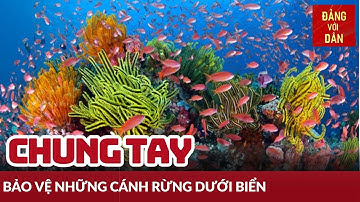 Chung tay bảo vệ những cánh rừng dưới biển | Đảng với Dân