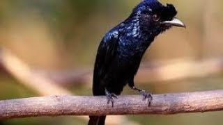 Download Lagu Burung saeran gunting / sri gunting gacor full isian cocok buat masteran MP3