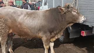 МОЛБОЗОРИ КУМСАНГИР НАРХУ НАВОЙ МОЛХО15 февраля 2026 г.