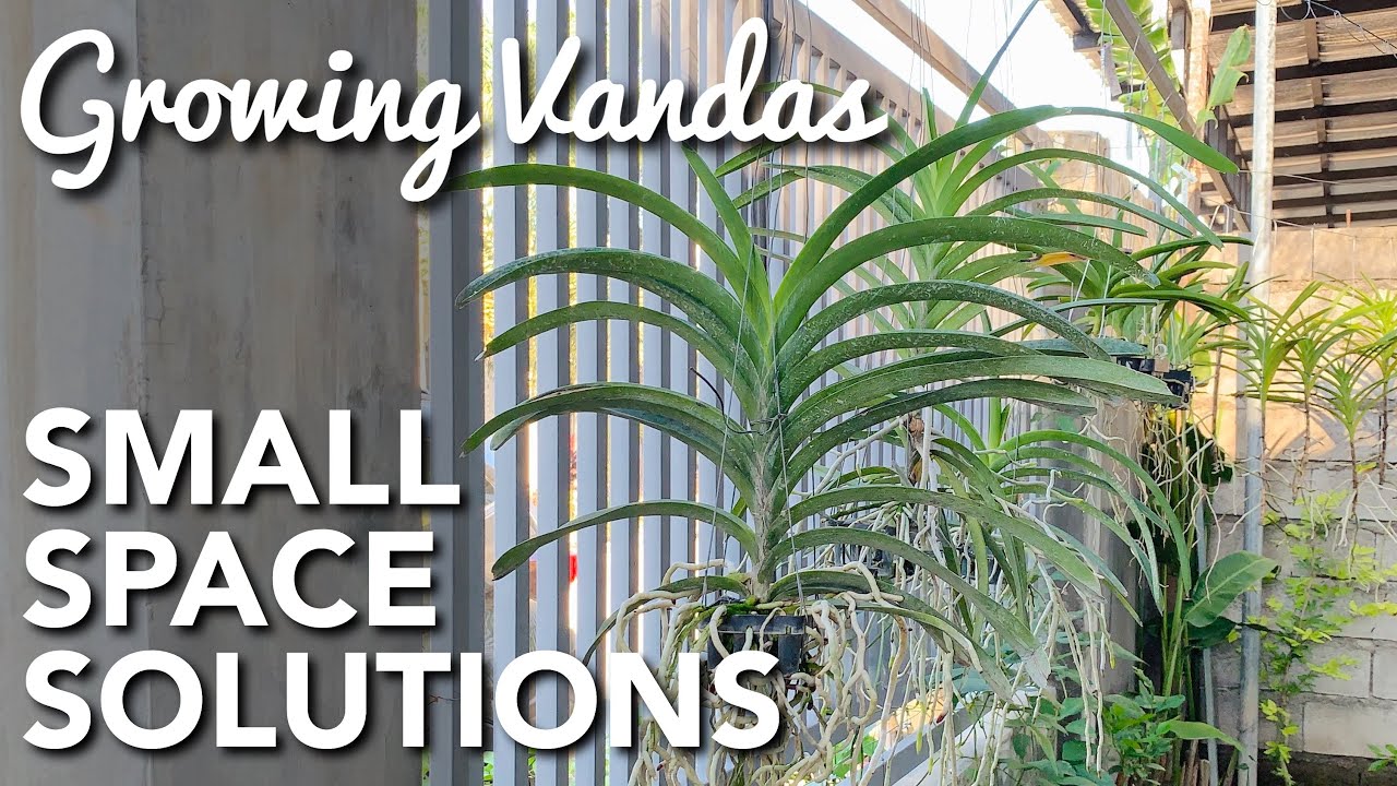 SMALL SPACE IDEAS IN GROWING VANDA ORCHIDS | Growing Orchids Tips/Solutions in Limited Outdoor Space