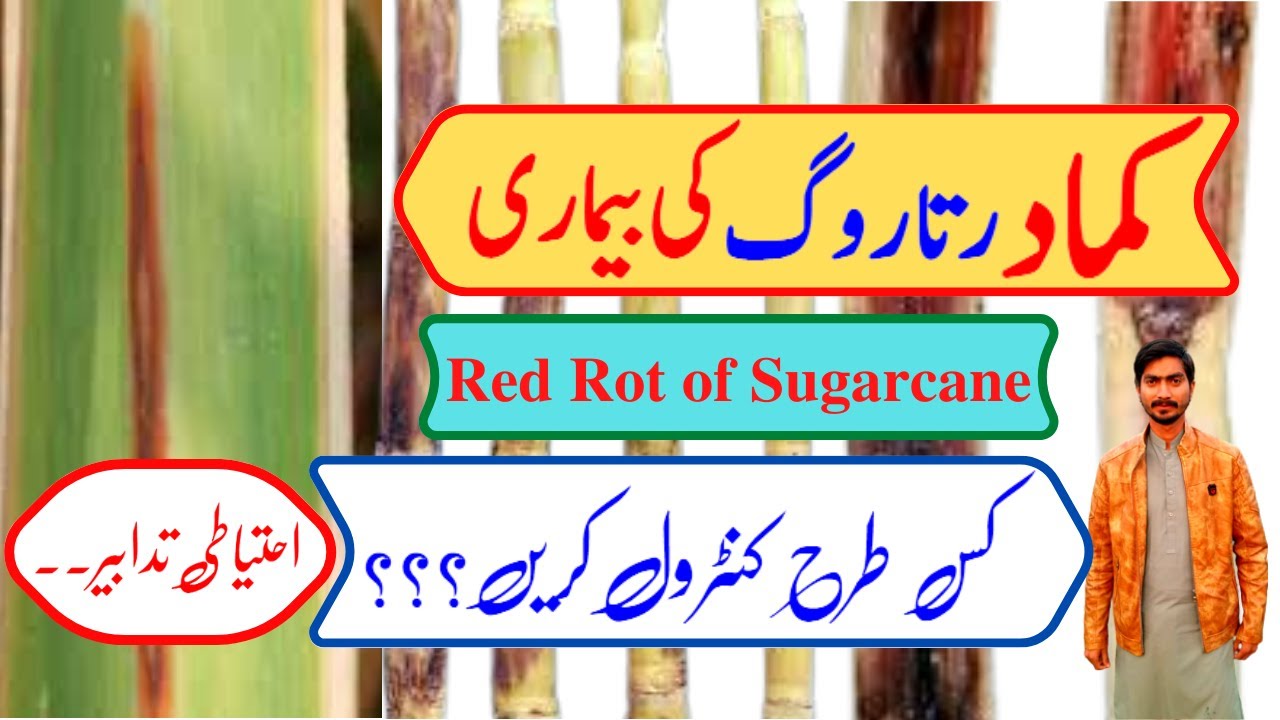 Red rot disease management in sugarcane crop || Control of sugarcane ...
