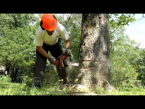Video: Utilizări ale lemnului de platani din Londra – Pentru ce este folosit lemnul de platani