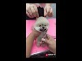 Musical.ly best funny | Pets videos | dubsmash clips | dogs and cats compilation
