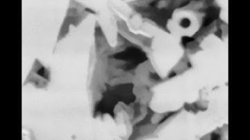 Direct capillary fluid dynamics imaging with scanning electron microscope