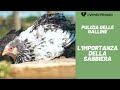 Pulizia delle galline | L'Importanza della Sabbiera