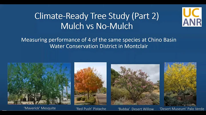 UCR Field Day: Stop 2- Janet Hartin-Mulch Study