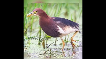 tiếng cò bợ mới nhất