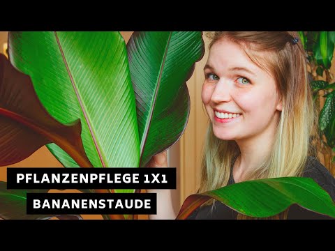 Pflanzenpflege 1x1: Bananenstaude / Zierbanane - Pflege, Standort, Überwinterung und mehr!