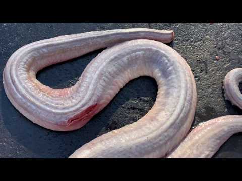 How to Skin and Clean a Snake