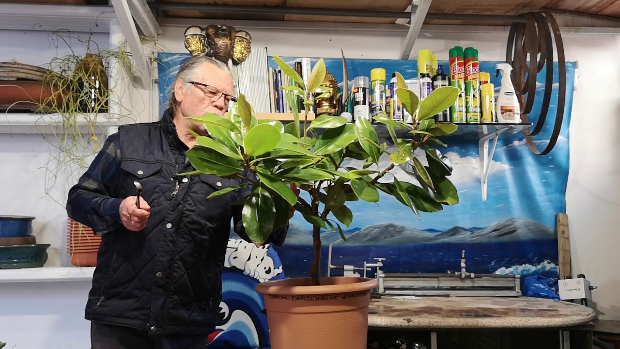 La magnolia grandiflora poda de invierno jardín de bonsai de Antonio